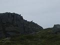 Rhinnogs 014